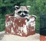We can remove the Racoon and the babies from your chimney