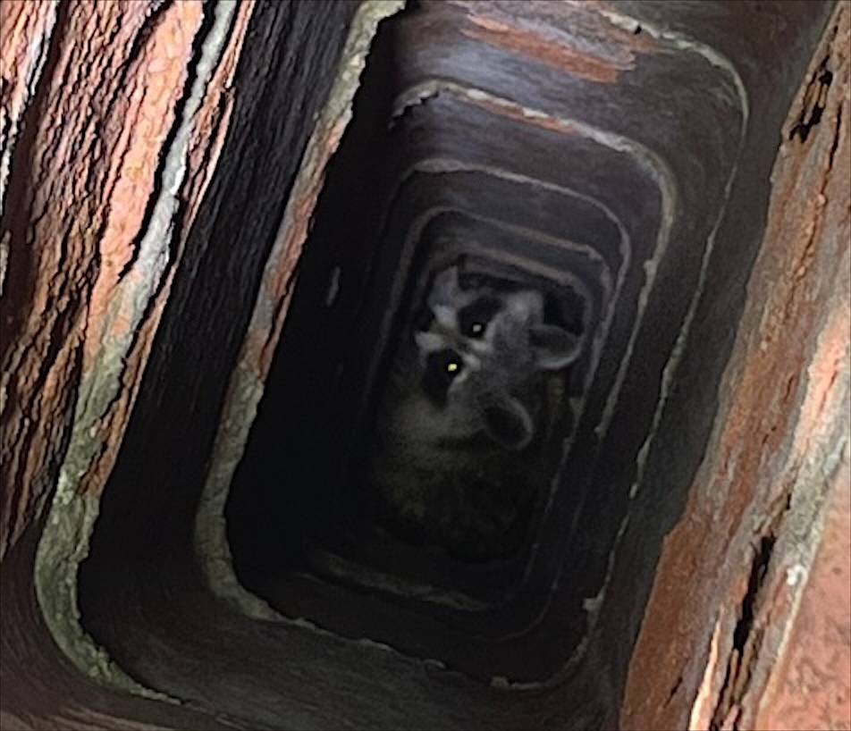 Raccoon inside a chimney flue