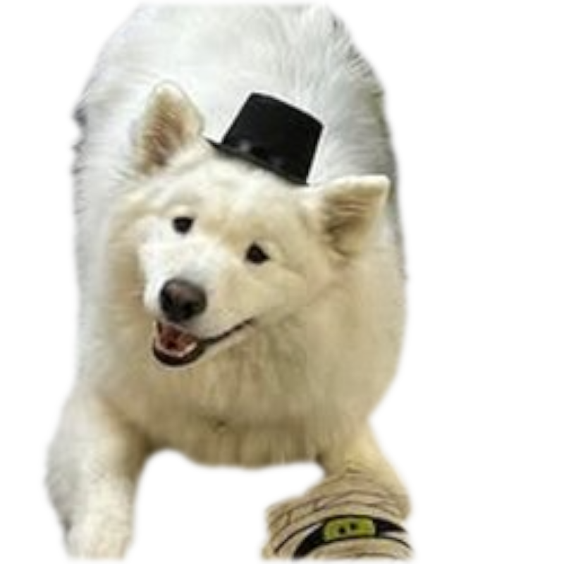 Shiro, the office dog, wearing a small top hat